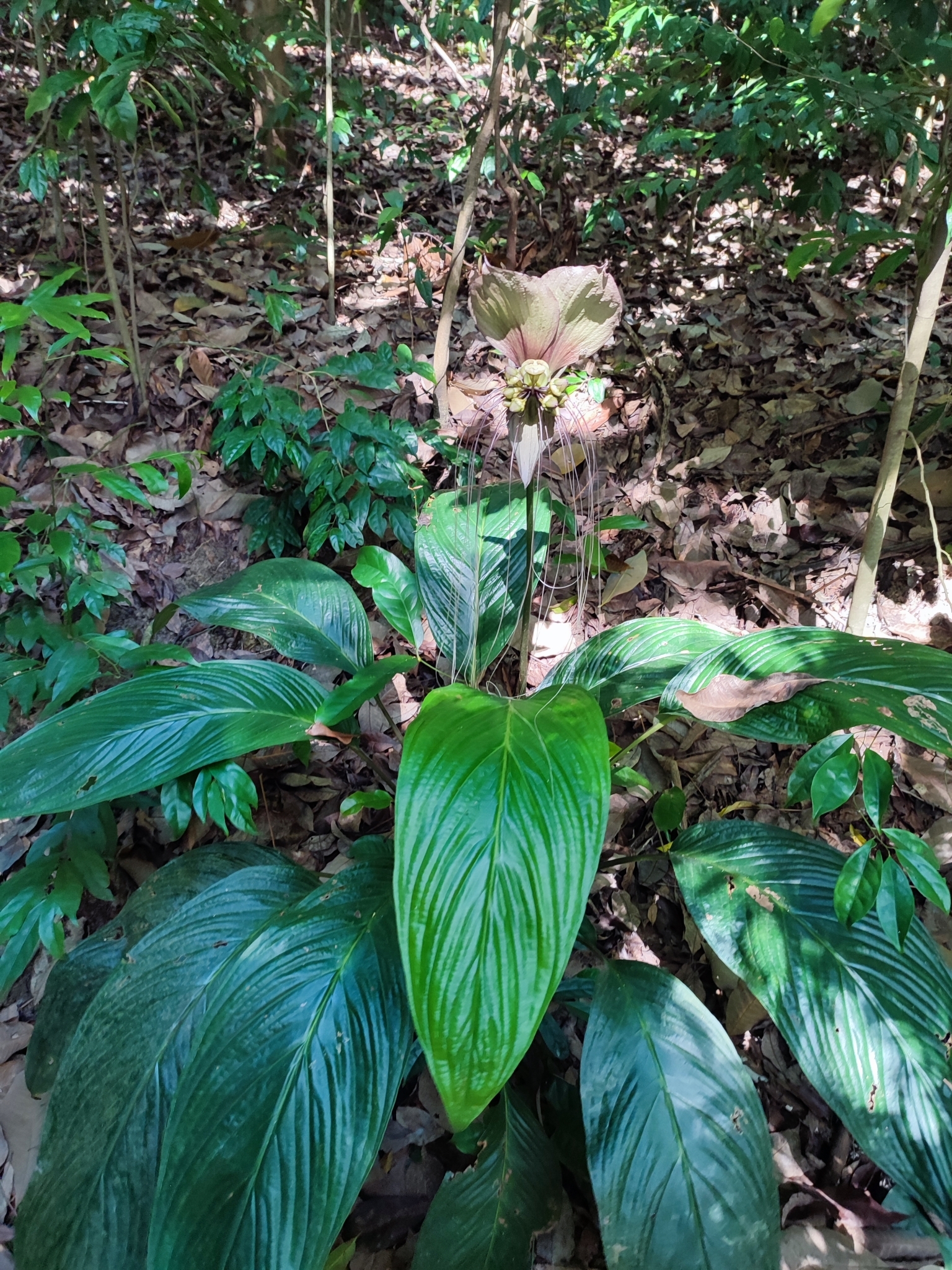 Imagem de Flor-morcego