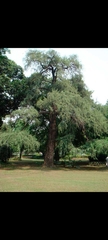 Taxodium mucronatum