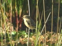 Empidonax fulvifrons