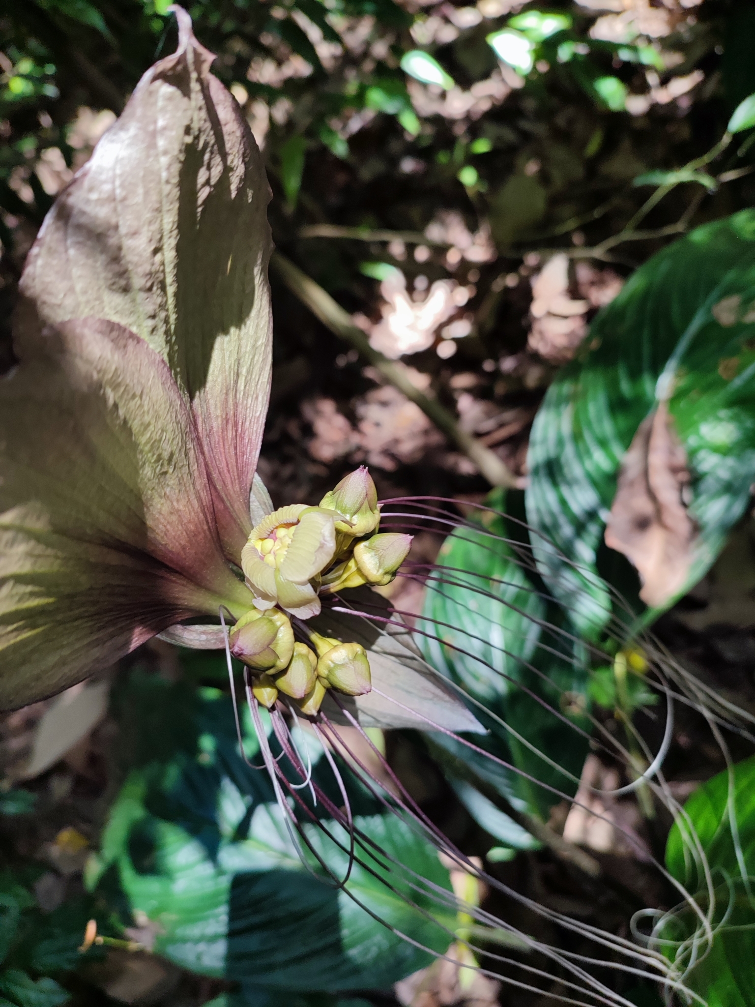 Imagem de Flor-morcego