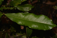 Eupomatia bennettii