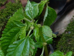 Lecanthus peduncularis