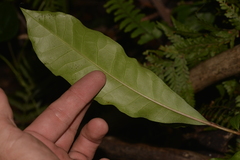 Eupomatia bennettii