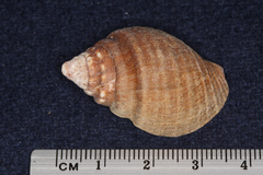 Burnupena cincta