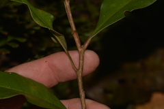 Eupomatia bennettii