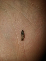 Papillifera papillaris