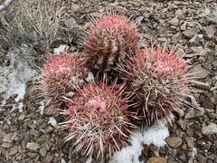 Homalocephala polycephala