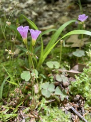 Oxalis violacea