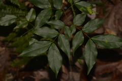 Archidendron grandiflorum