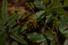 Archidendron grandiflorum