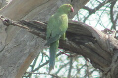Psittacula krameri
