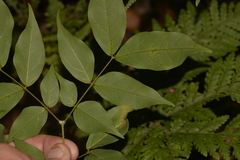 Archidendron grandiflorum