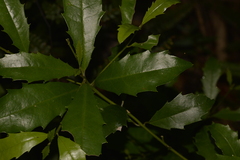 Polyosma cunninghamii