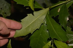 Polyosma cunninghamii