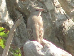 Gymnoris xanthocollis