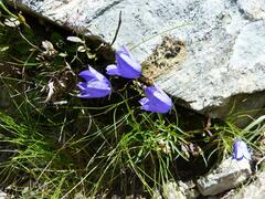 Campanula scheuchzeri