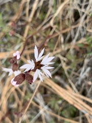 Lithophragma