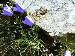 Campanula scheuchzeri