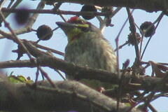 Psilopogon haemacephalus