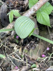 Arisaema ringens