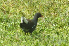 Gallinula chloropus