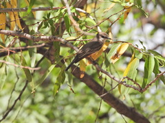 Pyrocephalus rubinus