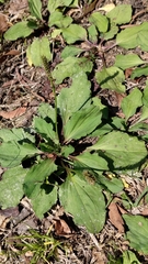 Plantago asiatica