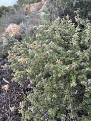 Ceanothus otayensis