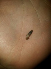 Papillifera papillaris