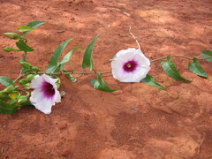 Ipomoea calobra