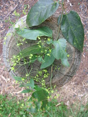 Leichhardtia rostrata