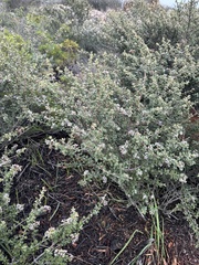 Ceanothus otayensis