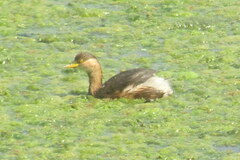 Tachybaptus ruficollis