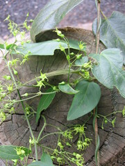 Leichhardtia rostrata