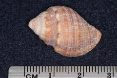 Burnupena cincta