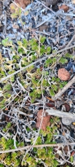 Selaginella cinerascens