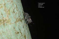 Cedus tuberculatus