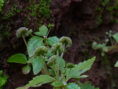 Lecanthus peduncularis