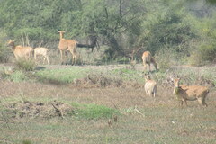 Boselaphus tragocamelus