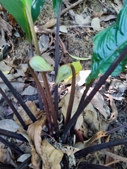 Tacca integrifolia