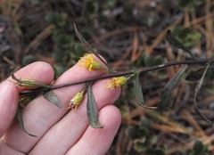 Solidago gillmanii