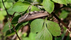 Xenocatantops brachycerus