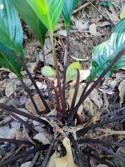 Tacca integrifolia
