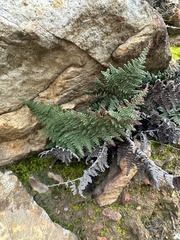 Myriopteris clevelandii