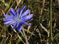 Cichorium intybus