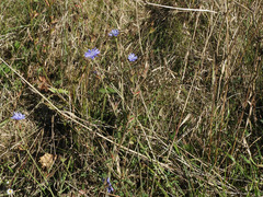Cichorium intybus