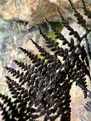 Myriopteris clevelandii