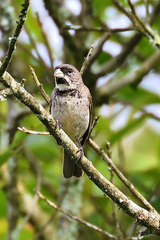Sporophila caerulescens