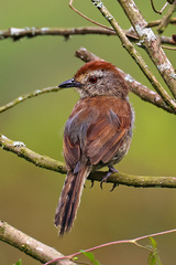 Thamnophilus ruficapillus