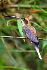 Phaethornis eurynome